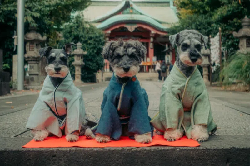 Dogs in kimonos: Japan reinvents a children’s holiday for pets