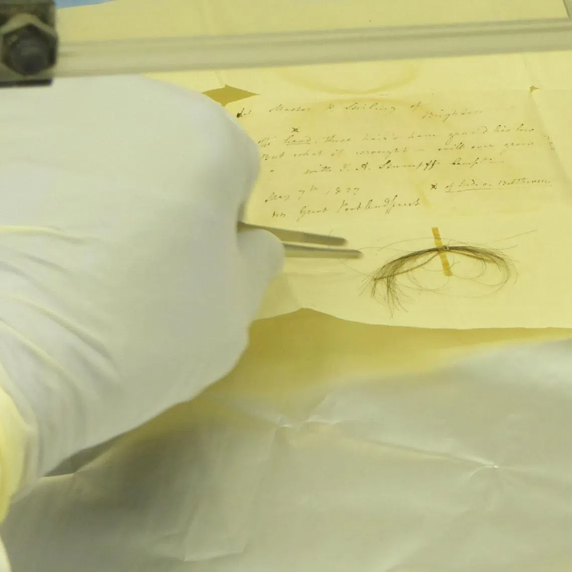 This undated image shows the Stumpff Lock of hair from German composer Ludwig van Beethoven in a laboratory at the Max Planck Institute for the Science of Human History, in Jena, Germany.