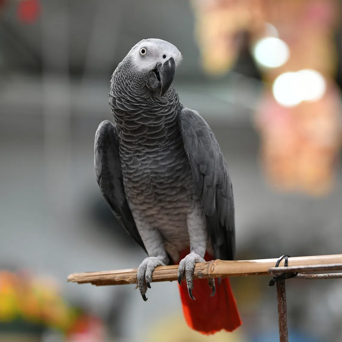 The seized animals included a taxidermied African grey parrot. 