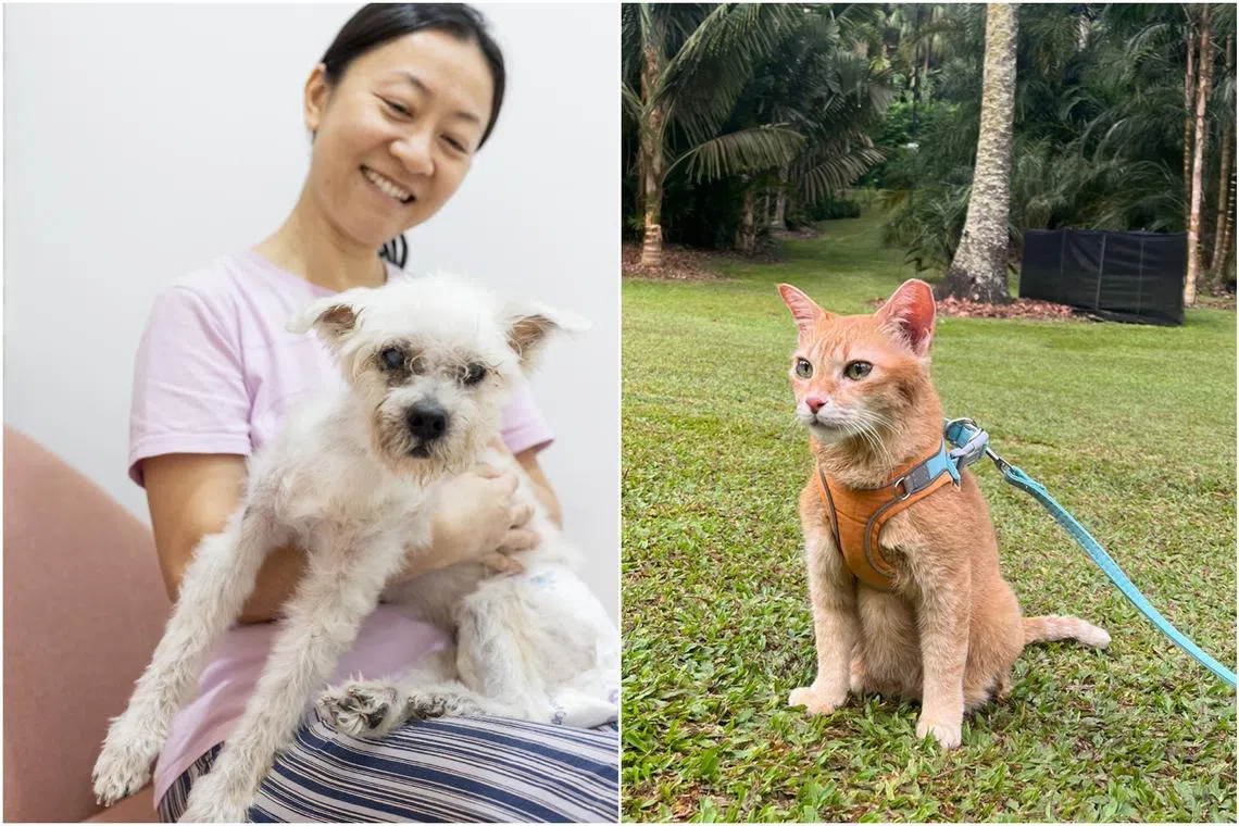 Oreo (left) with his owner, psychologist Lanurse Chen and CC (right), a 16-year-old cat.