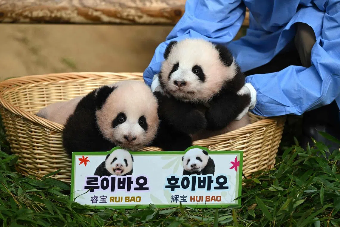 The female cubs – named Rui Bao, or “wise treasure”, and Hui Bao, “shining treasure” – were born in July.