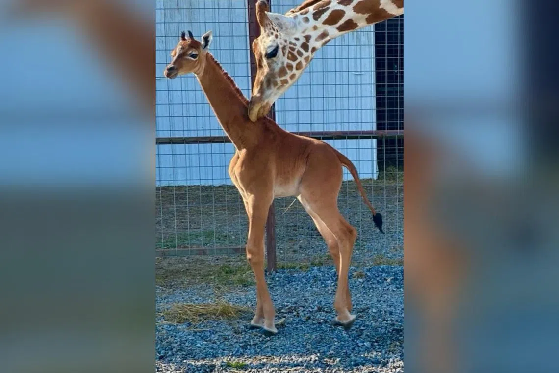 It’s the first known giraffe born without any spots since 1972 in Japan.