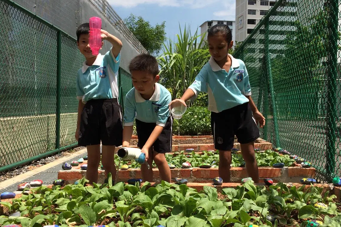 Pupils at Eunos Primary School helping to water vegetables for the SG50 School Gardening Project in 2015. 