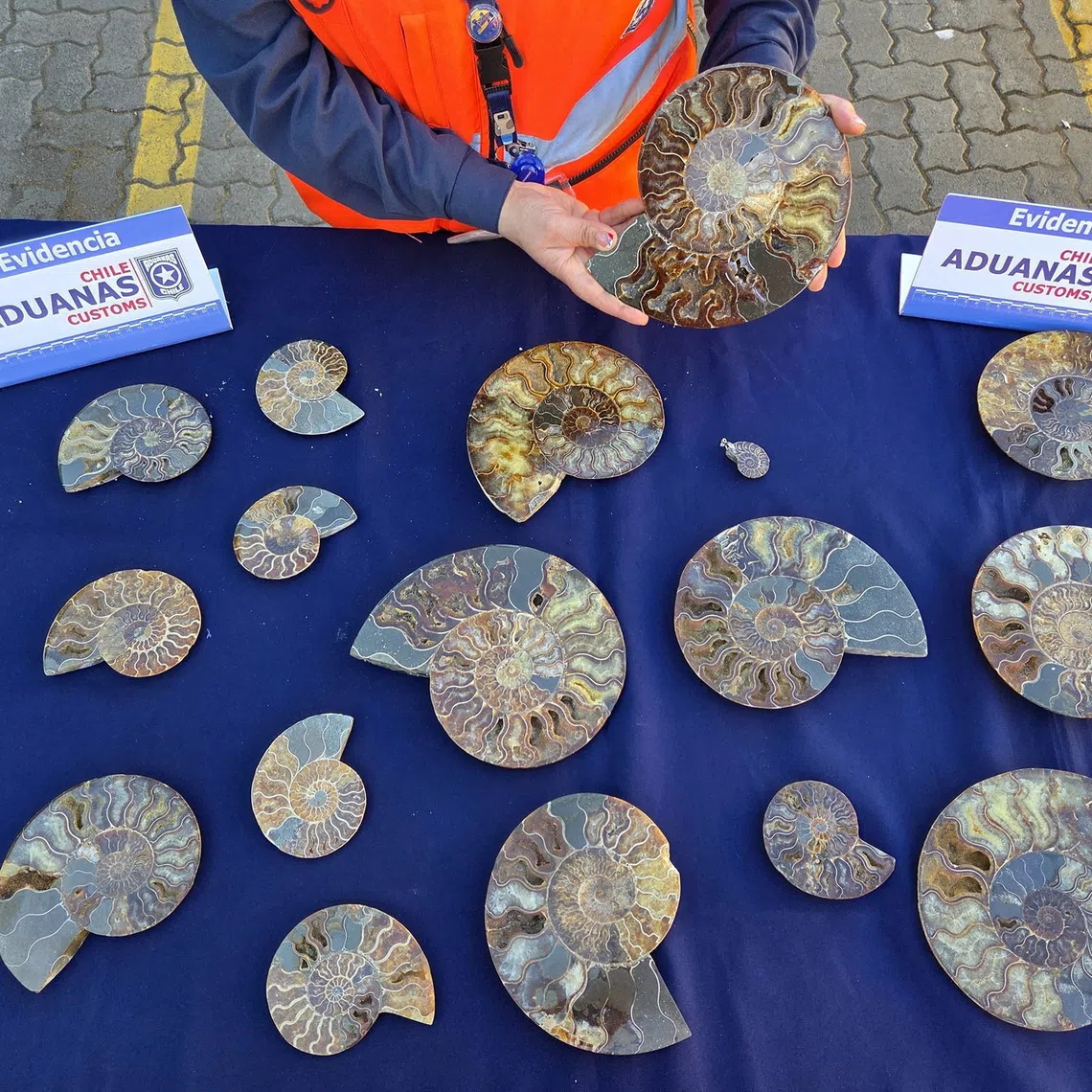 A Chilean customs officer displays some of the 222 ammonite fossils seized on September 10 at the port of San Antonio after authorities found them hidden among a shipment of chains, pendants and household glass ornaments from Madagascar, in San Antonio, Chile, in this handout image released on September 25, 2026. National Customs Service of Chile/Handout via REUTERS