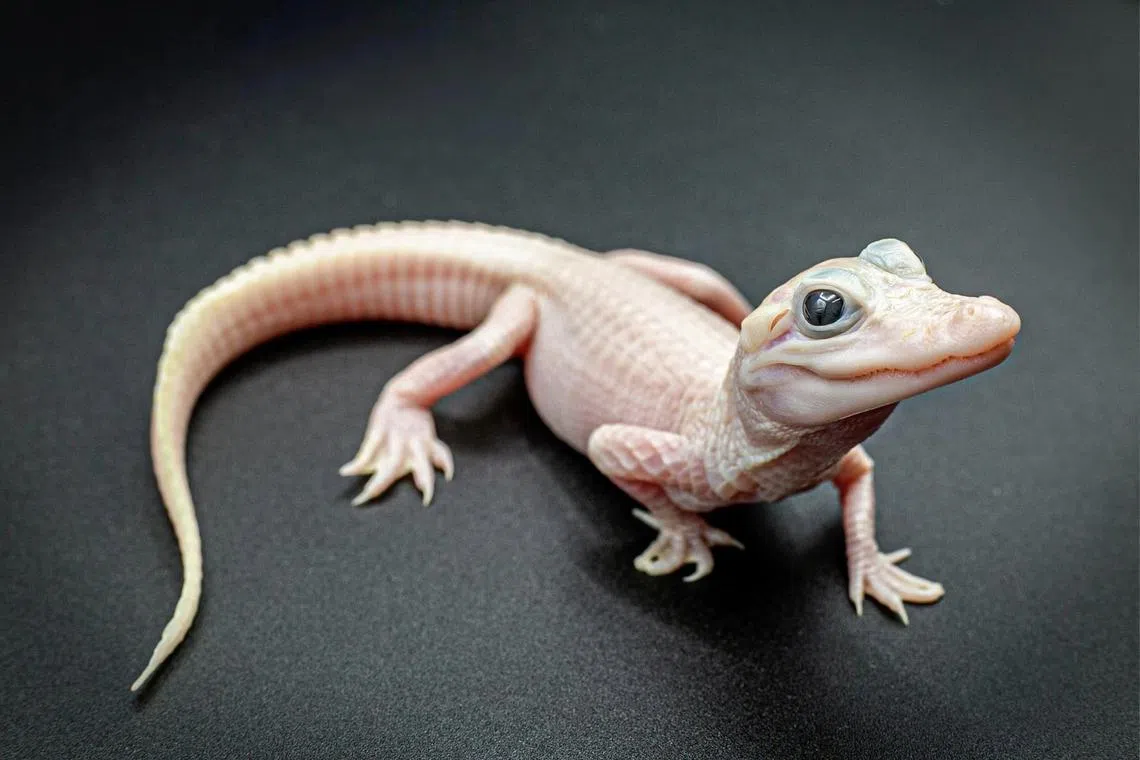 The Gatorland young female leucistic alligator is “completely white and has beautiful blue eyes”, described a Gatorland Instagram post in December. 