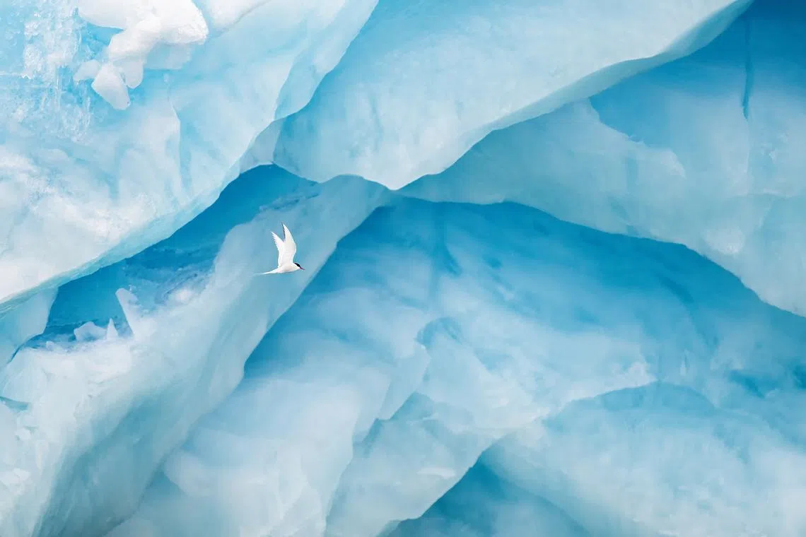 An Arctic Tern in front of the Monaco glacier in Liefdefjorden, at the northwest tip of Svalbard in the high Arctic.

The beautiful and tiny 113-gram Arctic Tern is a super impressive bird! Each year, it makes the longest migration of any animal in the world, traveling between breeding sites in the northern Arctic and survival/moult areas in the Antarctic pack?ice zone. That practically means flying from the North Pole to the South Pole and back ñ each year! Miniature transmitters have revealed that they follow zigzagging routes and rack up to 71,000 kilometres annually!


Arnfinn Johansen is a wildlife photographer based in Norway. He is a member of the Norwegian Nature Photographers Association and the founder of Oltepesi Tented Safari Camp / oltepesi com ñ a specialised camp for wildlife photographers in the Maasai Mara Kenya. Arnfinnís work has been recognised in numerous international competitions and is widely displayed in exhibitions and publications.

Follow Arnfinn on Instagram @arnfinn_johansen.