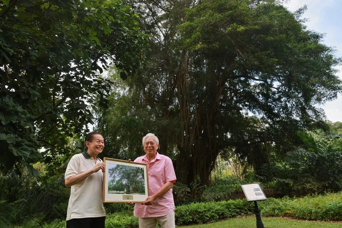 Garden City Fund chairman Leo Tan (left) and Dr Tan Hwa Luck, executor of the Essery couple's estate, in front of the tree dedicated to the couple.