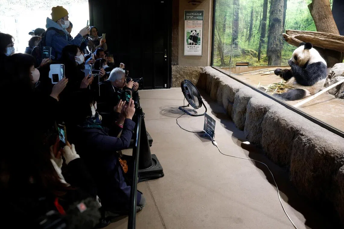 Pandas Xiao Xiao and Lei Lei have lived at Ueno zoo in Tokyo, Japan since they were born in 2021.