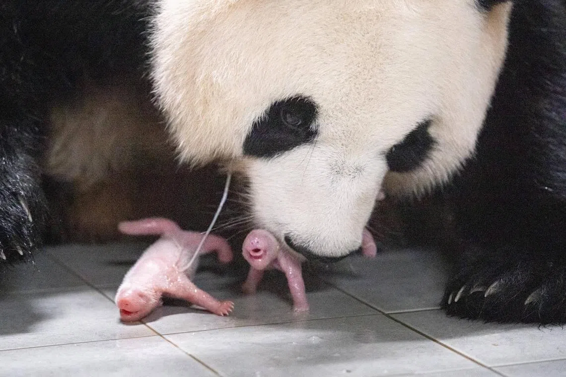 The twins, both female, were born at the Everland theme park near the capital Seoul on Friday.