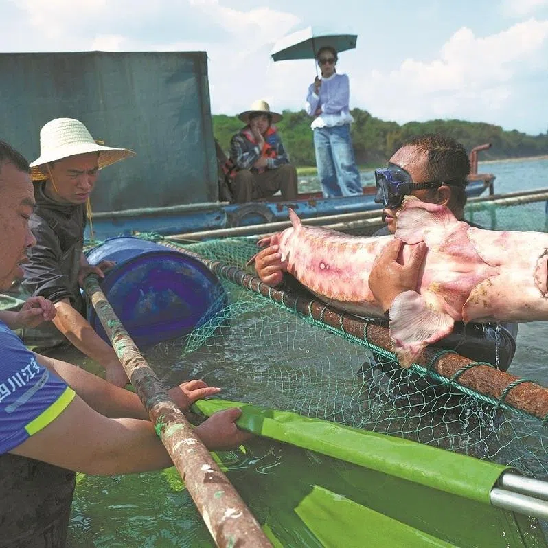 Researchers prepare for another release of the Yangtze sturgeon on April 12.