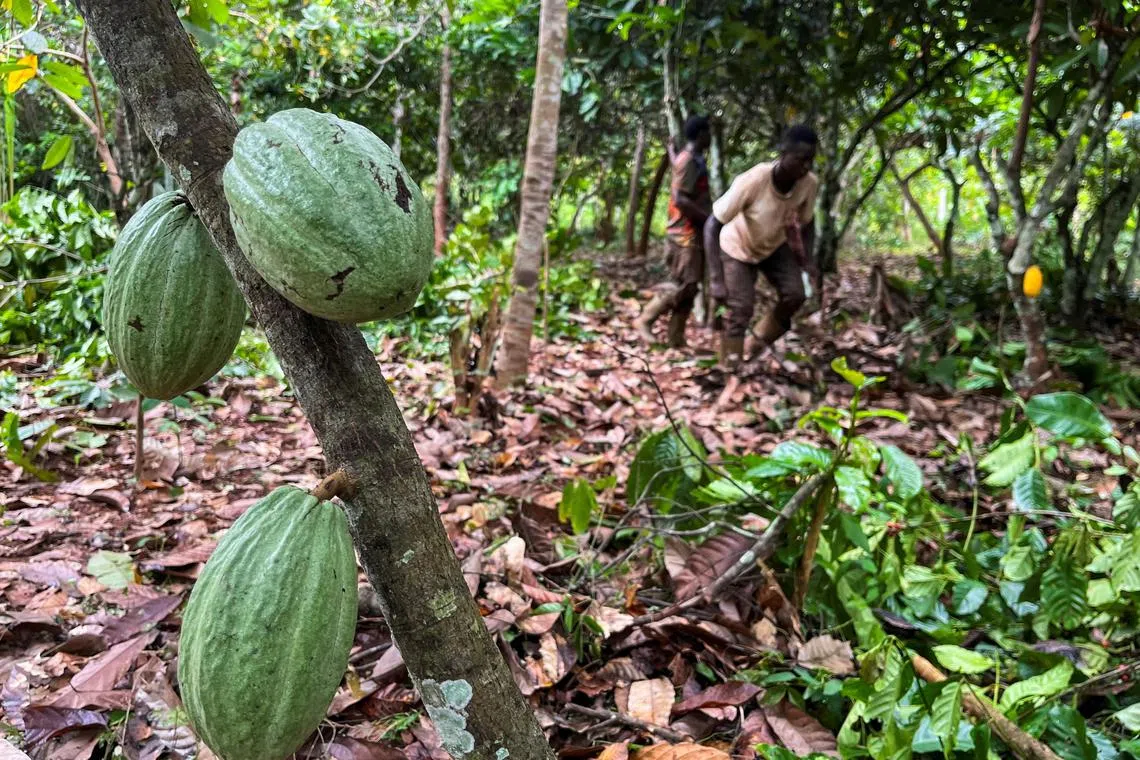 FILE PHOTO: Farmers work at a cocoa farm in Daloa, Ivory Coast October 3, 2023. REUTERS/Ange Aboa/File Photo
