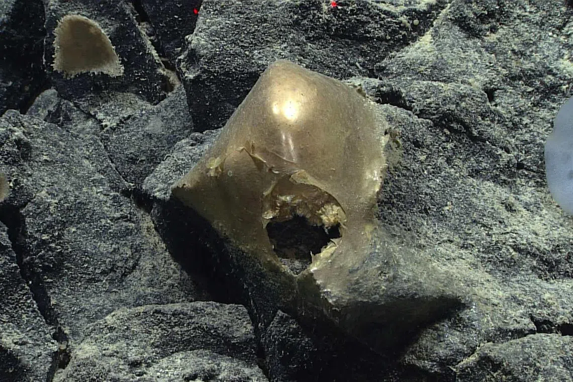 Ocean researchers spotted the strange item on a rock about 3,300m deep in the Gulf of Alaska.