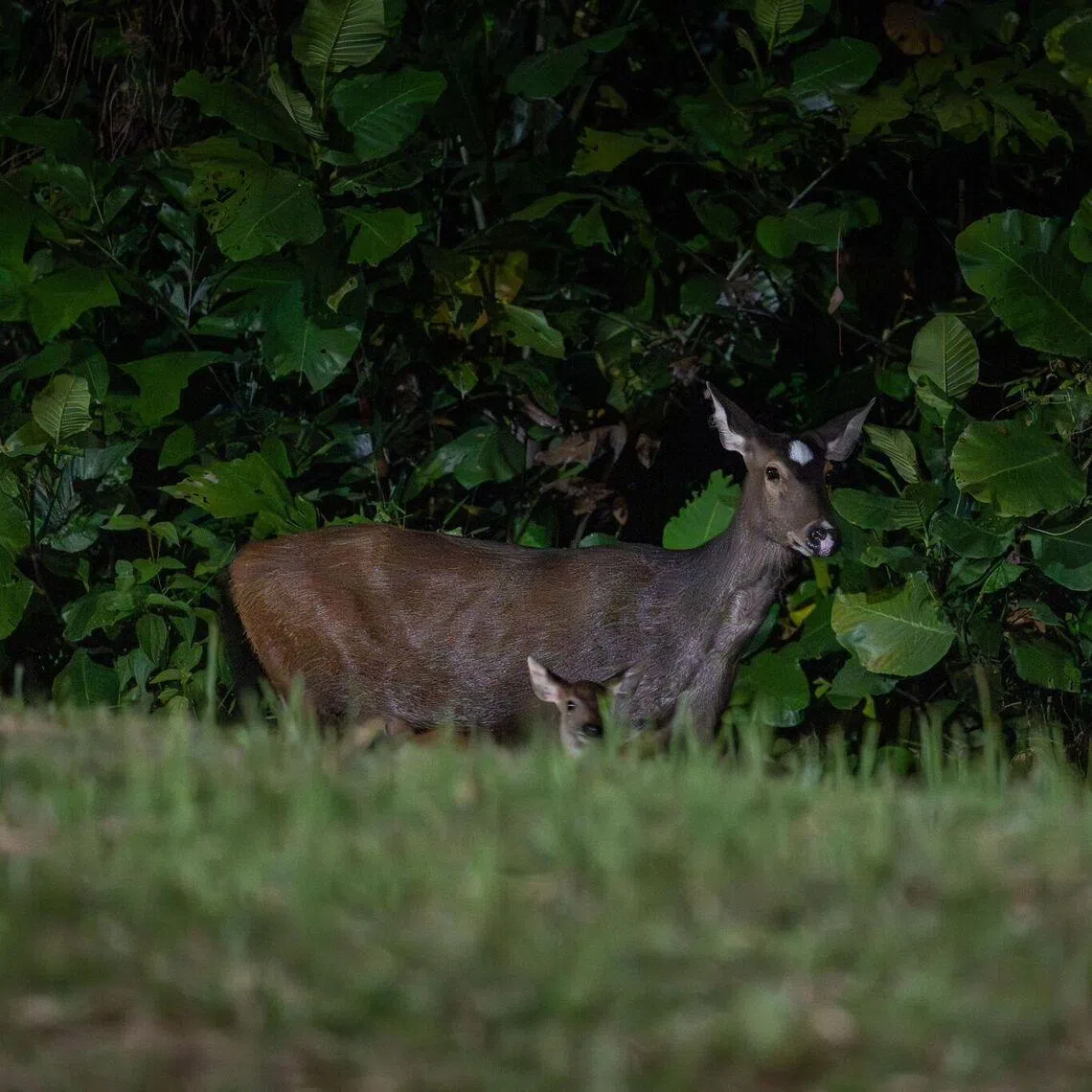 Rare sambar deer, nicknamed as White Dot, was spotted with her newborn on Feb 4. 