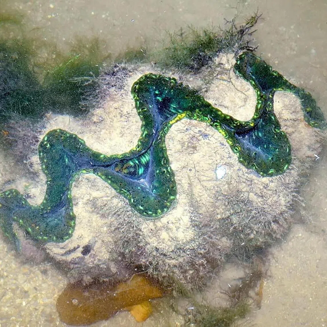 The fluted giant clam (Tridacna squamosa) was re-discovered off the mainland at Labrador Nature Reserve.