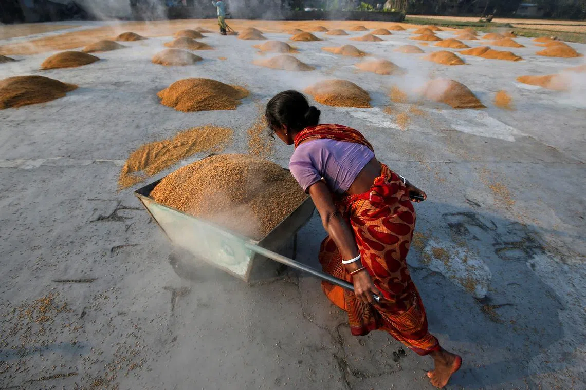 Rice is vital to the diets of billions in Asia and Africa.
