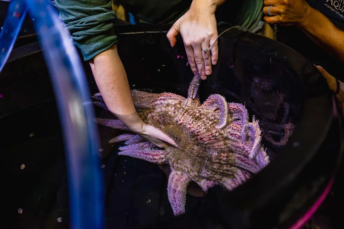 A research team in California uses a hormone mixture to induce male and female sunflower sea stars to release their sperm and eggs.