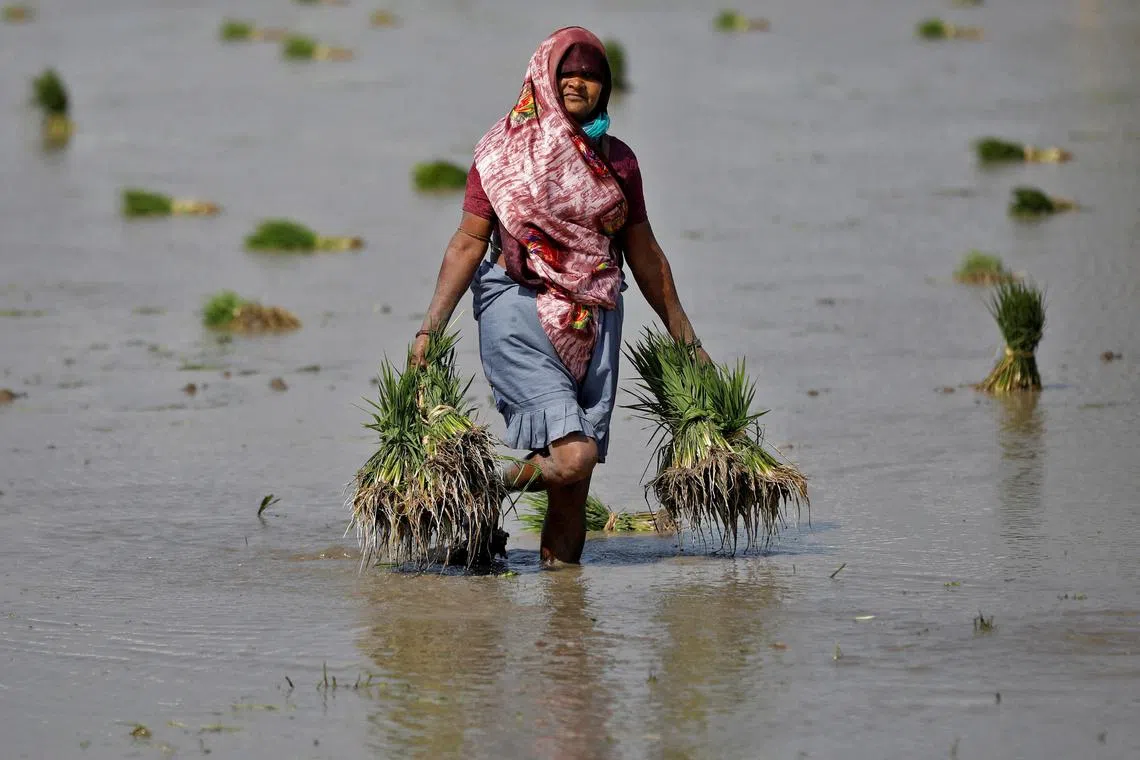FILE PHOTO: A farmer carries rice saplings in her field on the outskirts of the western Indian city of Ahmedabad, India, February 1, 2023. REUTERS/Amit Dave/File Photo