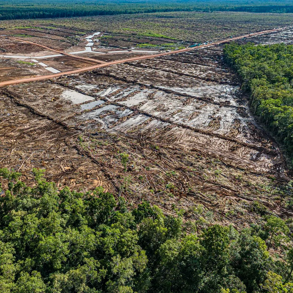 This handout photo taken in Merauke regency, South Papua, on March 17, 2025 and released by Mighty Earth shows a deforested area that will be converted into a sugar cane plantation. 