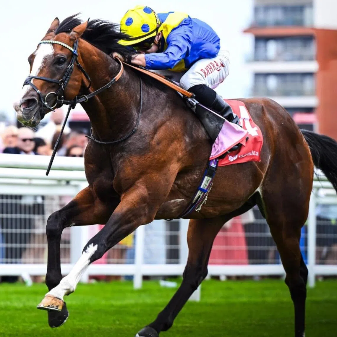More Thunder - The William Haggas-trained More Thunder (Tom Marquand) claiming the Group 2 Hungerford Stakes (1,400m) at Newbury on Aug 16, 2025. One year later to the day, he will bid for a first Group 1 success in the Prix Jacques Le Marois (1,600m) in Deauville.

PHOTO: NEWBURY 
RACECOURSE