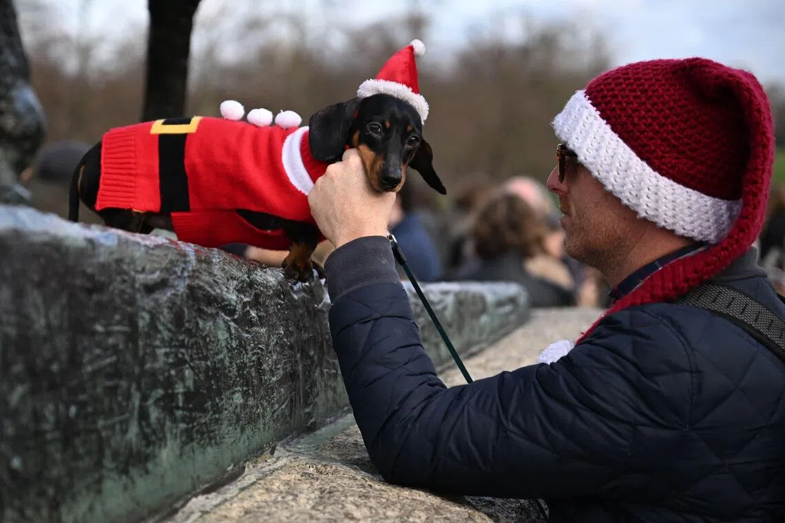 A dachshund wearing a festive coat takes part in the Christmas Hyde Park Sausage Dog Parade in Hyde Park, central London on December 14, 2025, a festive gathering of sausage dogs in the capital. (Photo by Chris J Ratcliffe / AFP)