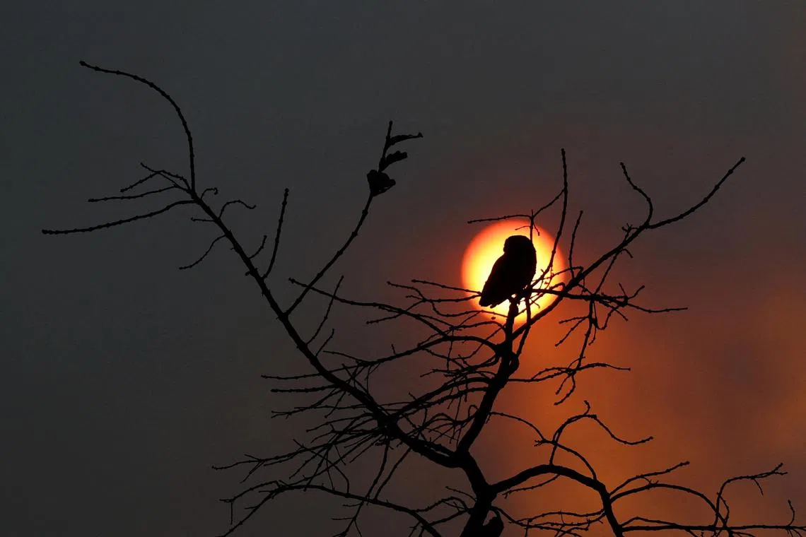 The sun sets, appearing dark orange due to smoke from wildfires in Brasilia National Park, in Brasilia, Brazil, September 15, 2024. 