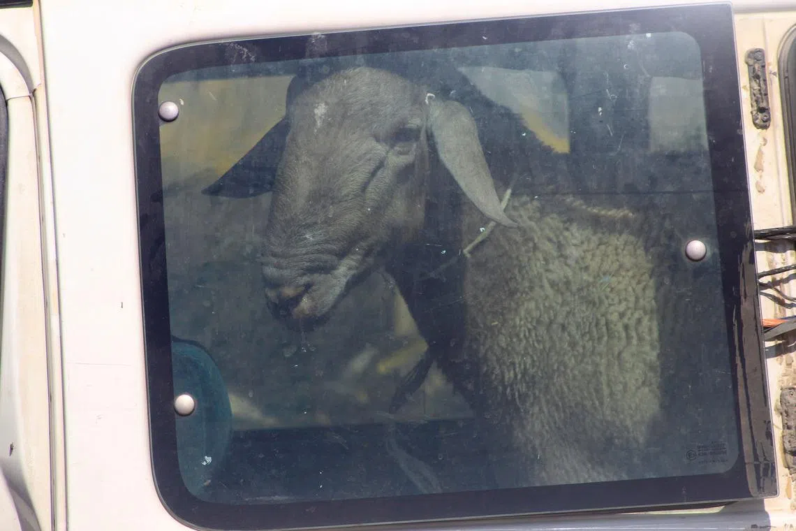 Settlers stole around 45 sheep from the home of Palestinian shepherd Sameeha Rasheed.