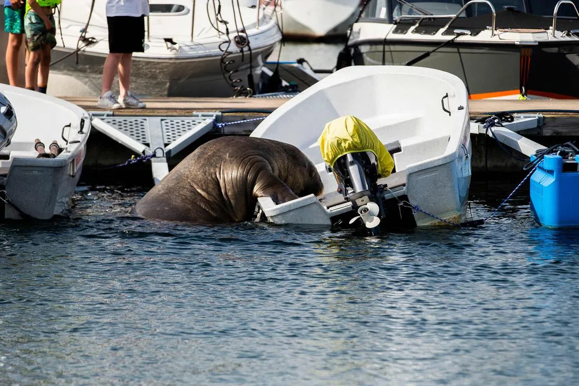 A young female walrus nicknamed Freya climbing onto a boat in Frognerkilen, Oslo, Norway, in 2022. Her culling led to a public outcry.
