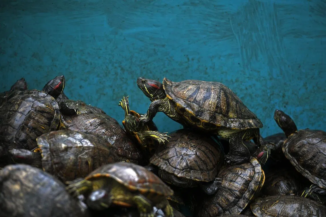 The red-eared terrapin is native to North America and is the most popular turtle in the pet trade.