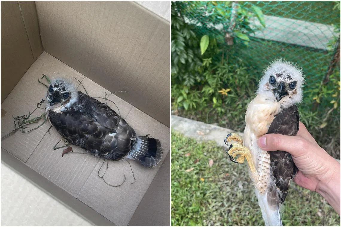 Mr Wyatt Ang was on a phone call when he saw one of the chicks lying in the middle of the road. 