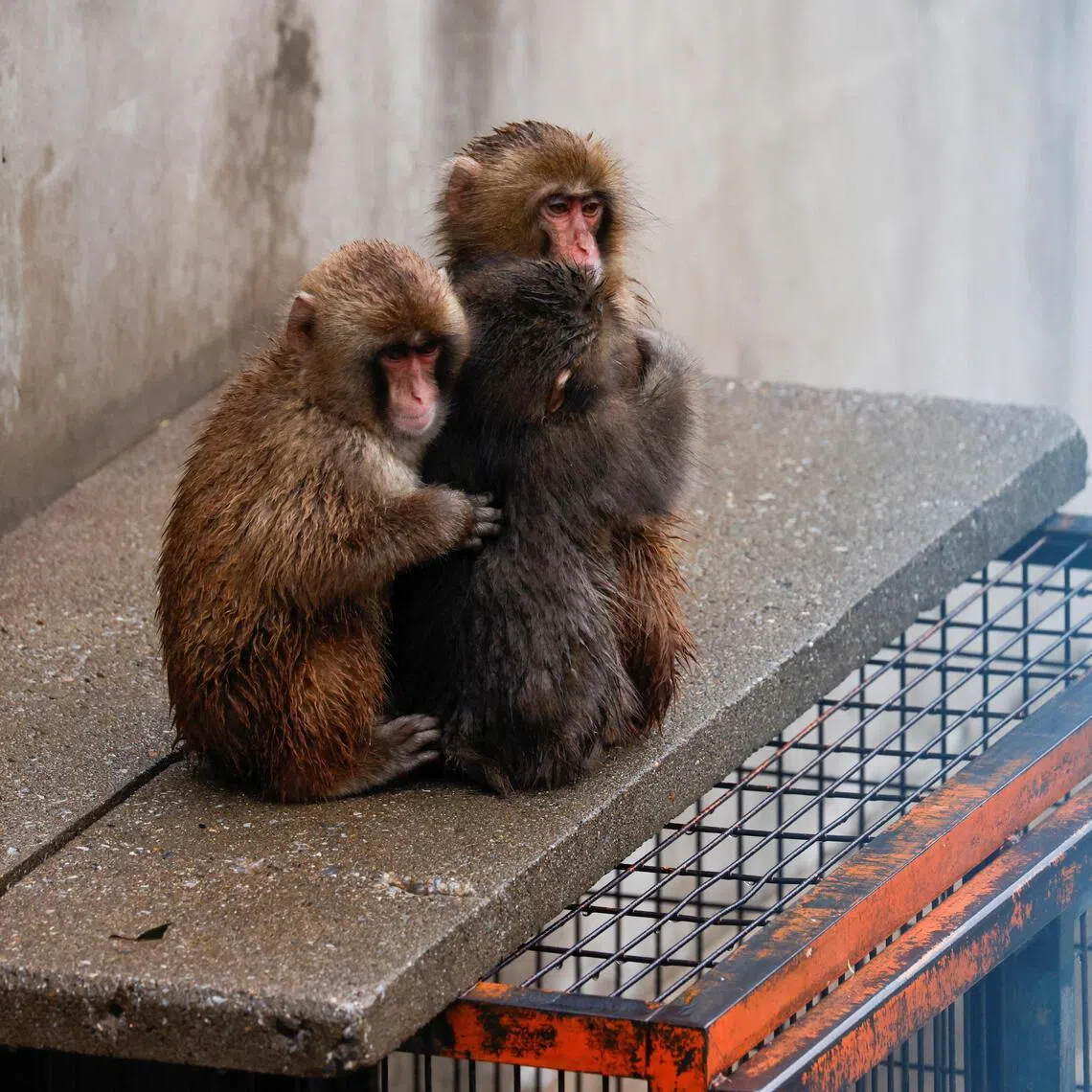Punch, a Japanese macaque known for clinging to a stuffed orangutan, embraces other macaques at Ichikawa City Zoo on March 26.