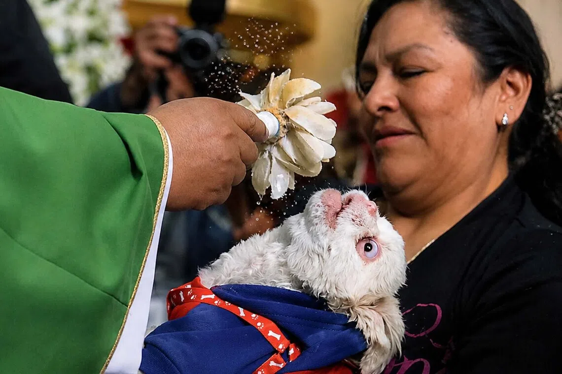 epaselect epa13174982 A dog receives a blessing of holy water during a Mass celebrating Saint Roch's Day in La Paz, Bolivia, 16 August 2026. EPA/GABRIEL MARQUEZ