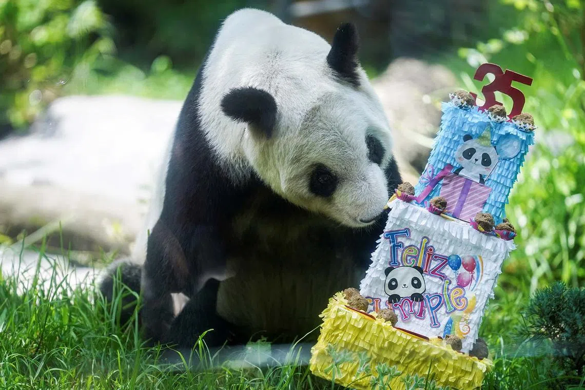 Giant panda Xin Xin preparing to eat treats from a cake celebrating its 35th birthday at the Chapultepec Zoo in Mexico City, Mexico, June 29, 2025. 