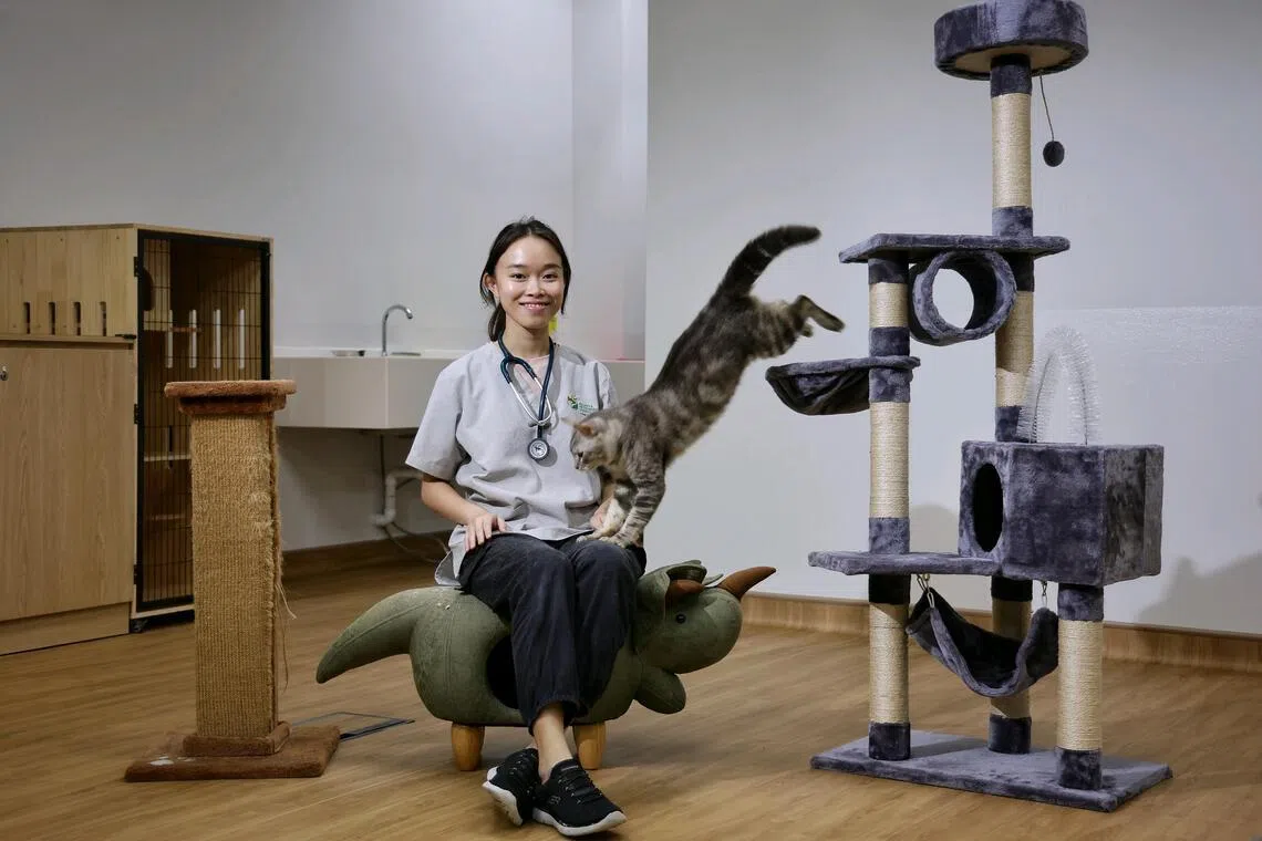 The vets in Singapore who perform surgery, offer behavioural therapy and safeguard animal welfare