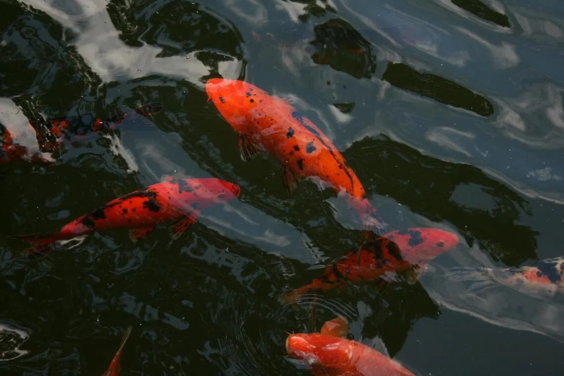 Sabah minister Jamawi Jaafar said the Koi Herpesvirus is a dangerous pathogen affecting fish from the Cyprinidae family, and classified as a high-impact aquaculture disease with extremely high mortality rates.