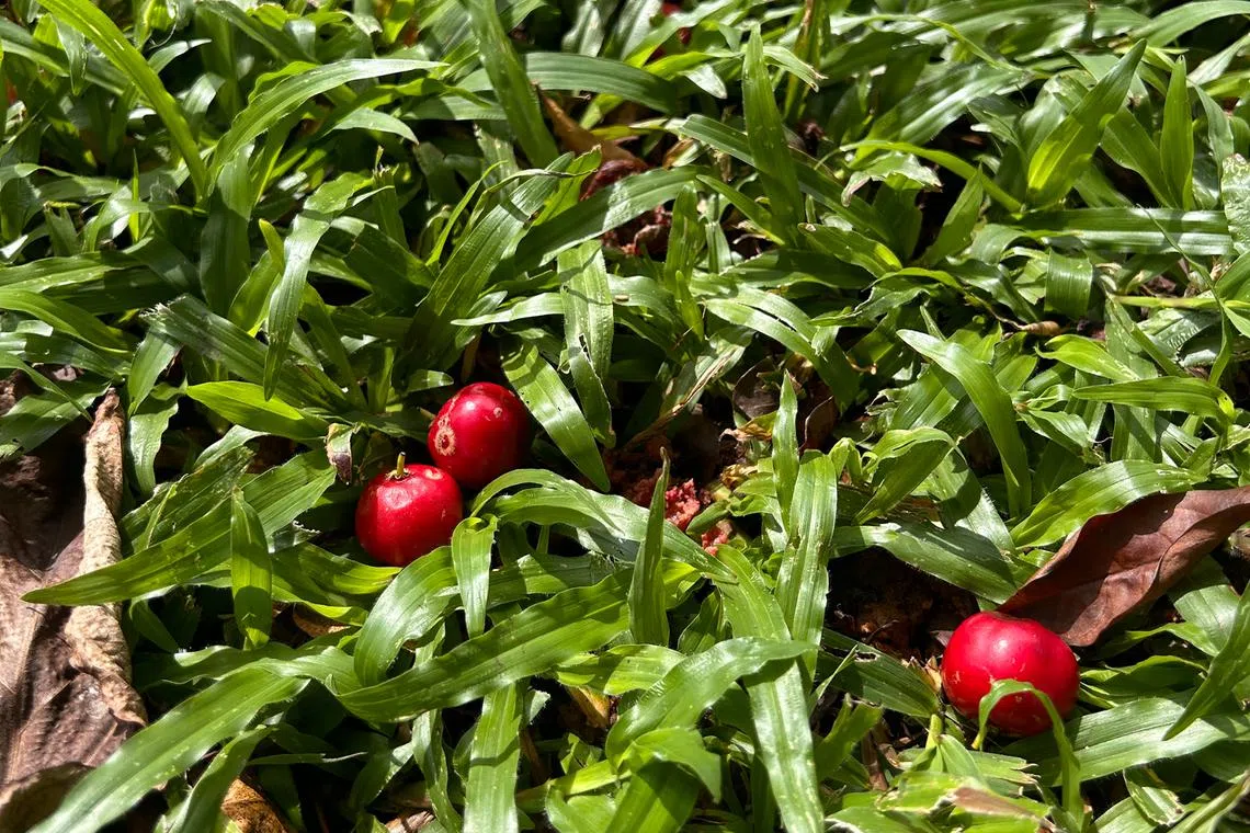These red fruit are best enjoyed when made into jams, syrups and preserves.