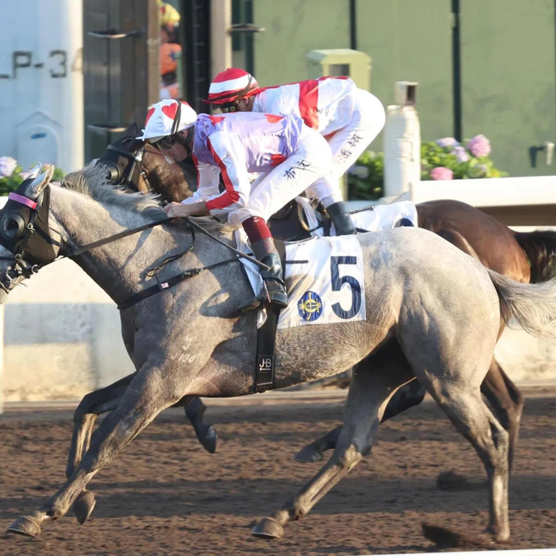 hkprev07 - The Mark Newnham-trained Talents Ambition (Hugh Bowman) bringing up the second of his three Hong Kong wins, coming in the Class 3 Mody Handicap (1,650m) at Sha Tin on Dec 1, 2024. The Into Mischief grey lines up in the Class 2 Chatham Handicap (1,200m) at the same track on Dec 7 and will this time be ridden by Lyle Hewitson.

PHOTO: HKJC