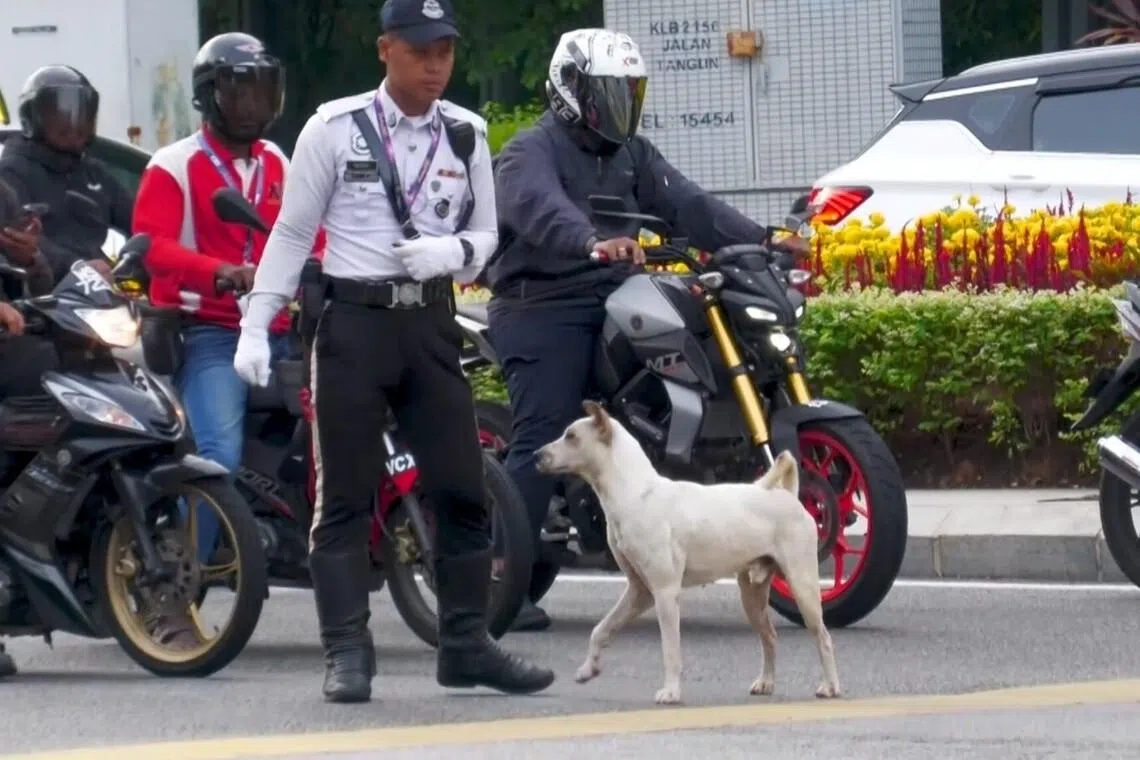 Some motorists slow down to give the traffic officers treats to give to Jon. 