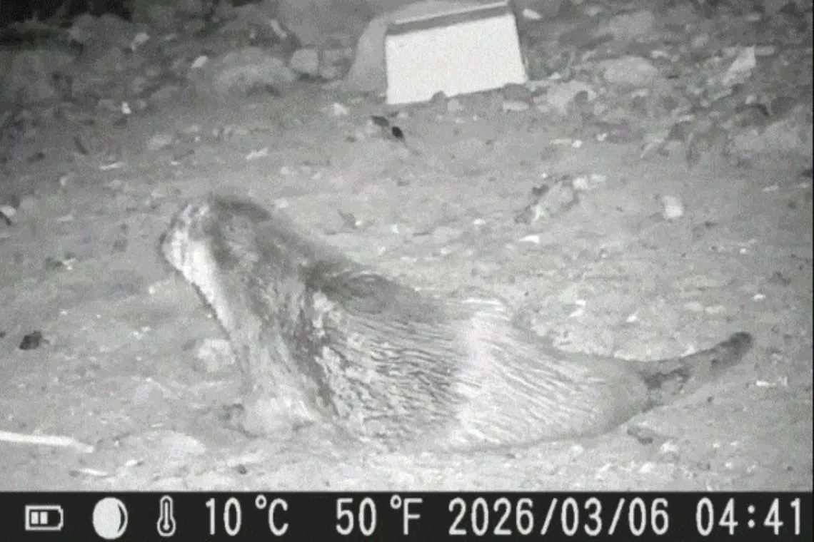 Otters return to Seoul’s Han River after decades, with 5 families spotted