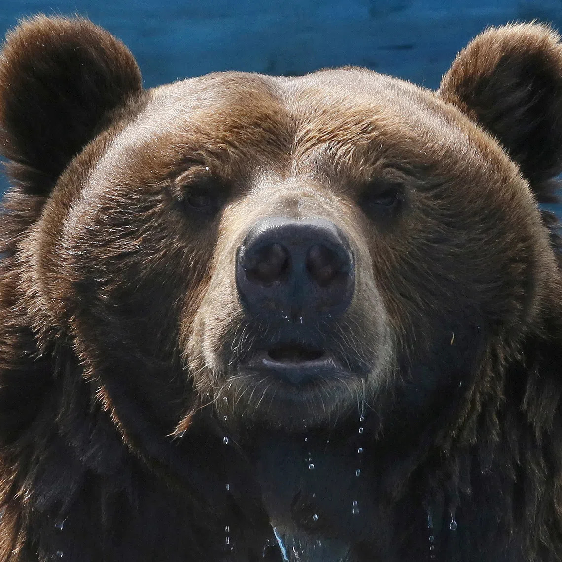 Buyan, a 15-year-old male Siberian brown bear, looks out from a pool inside an open-air cage at the Royev Ruchey Zoo in the Siberian city of Krasnoyarsk, Russia, May 15, 2015. REUTERS/Ilya Naymushin