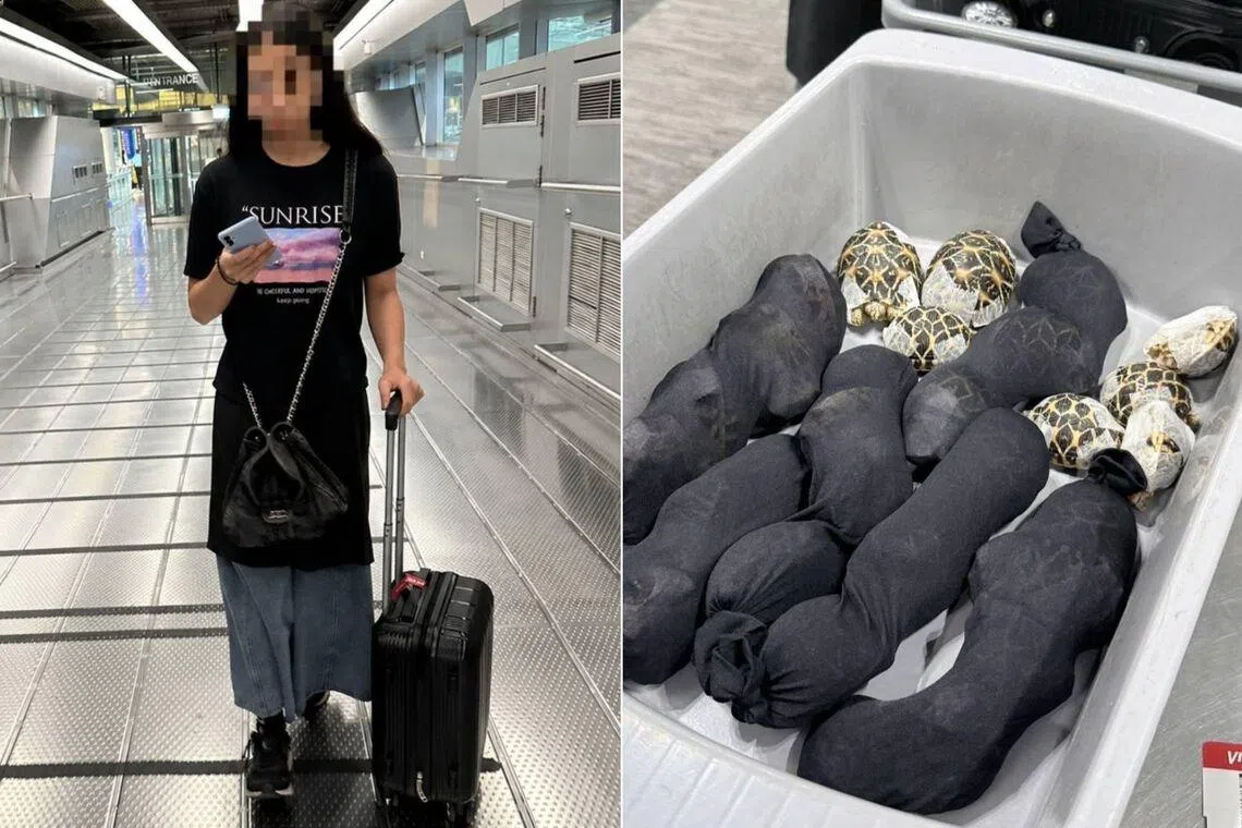 Teen with 30 tortoises under clothes nabbed at Thai airport