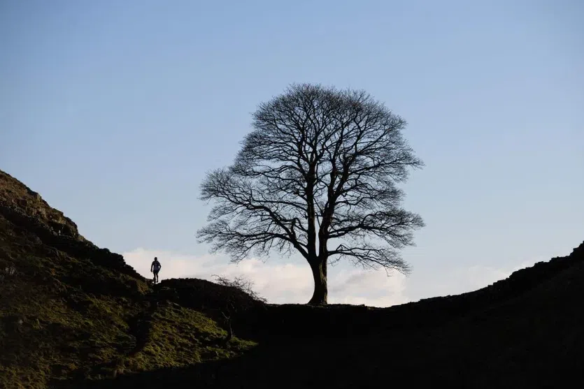 A sequel at Sycamore Gap: Felled ‘Robin Hood’ tree sprouts new hope