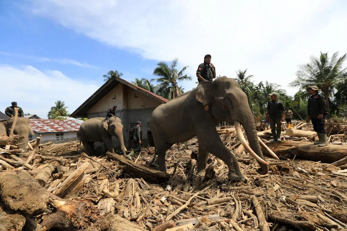 Use of Sumatran elephants in post-flood clean-up in Indonesia’s Aceh draws criticism