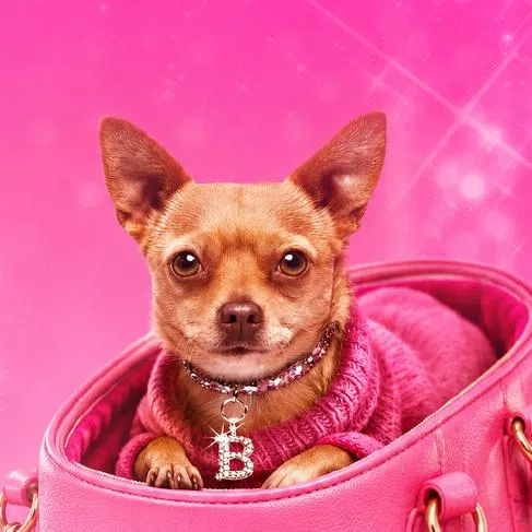 The search will take place at event The Proud Pet Parade on June 6 at New Bahru.