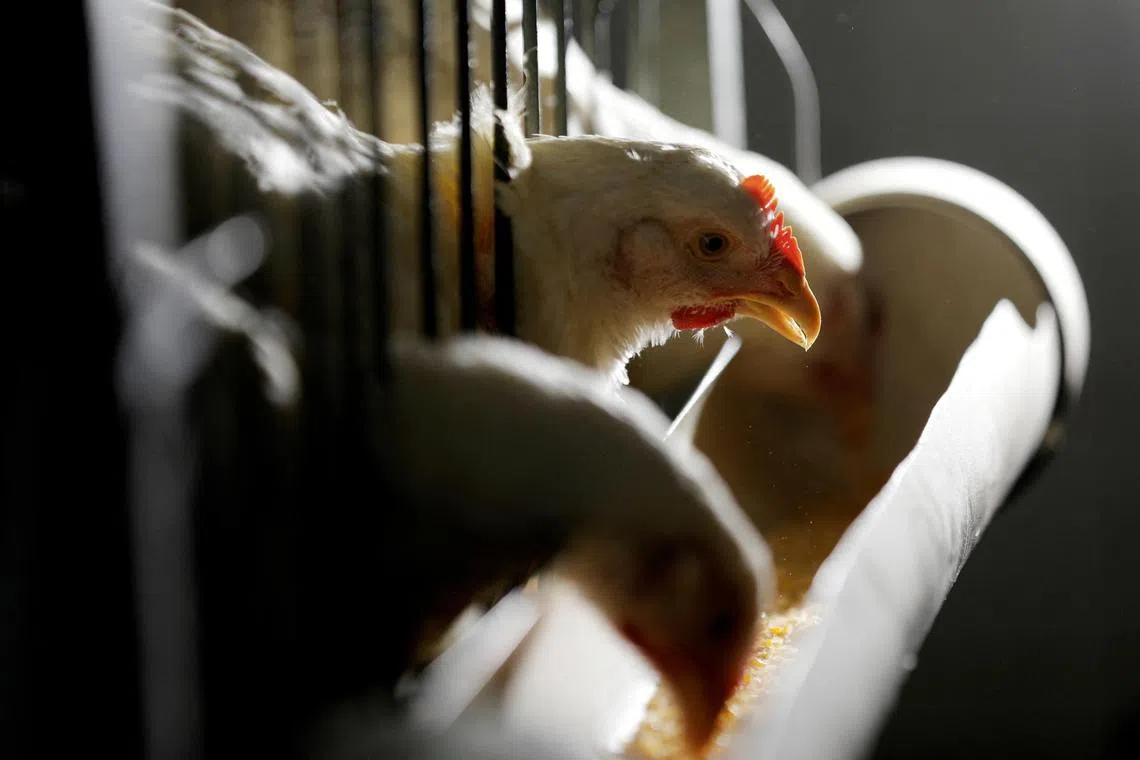 Brazil’s 2023 chicken output could potentially increase by up to 3 per cent to 14.95 million tonnes at the end of the year