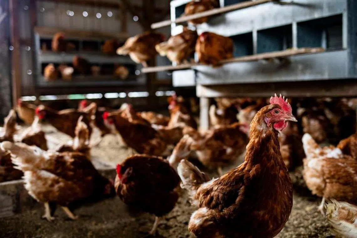 ISA Brown chickens in a chicken coop at an egg farm in Mason, Michigan, US, on Monday, March 3, 2025. Egg prices have soared to a record of over $8 a dozen, driven by the worst-ever outbreak of avian flu in the US and contributing to broader inflation pressures. Photographer: Emily Elconin/Bloomberg