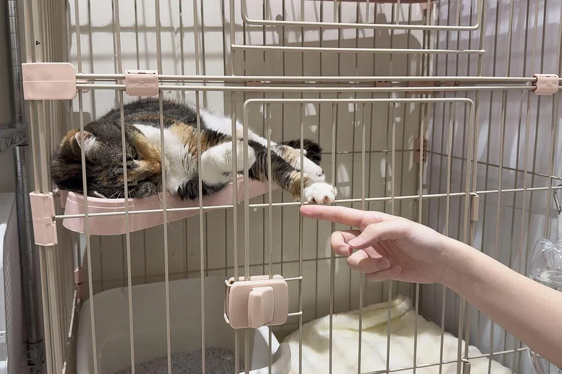 25 cats escape Japan mall gutted by gas explosion after massive quake