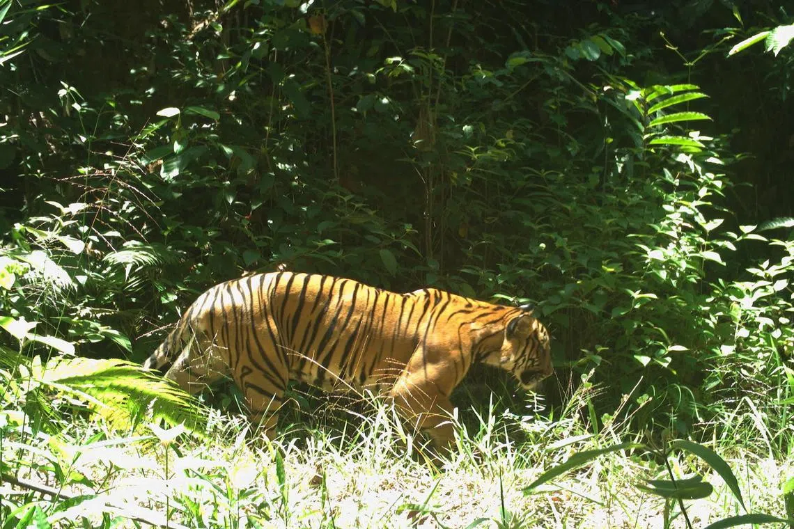 The Malayan tiger, once widespread throughout the Malay Peninsula, is now an endangered species.