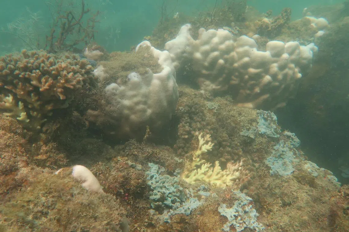 Some corals of Kusu Island showing signs of stress and bleaching in May.