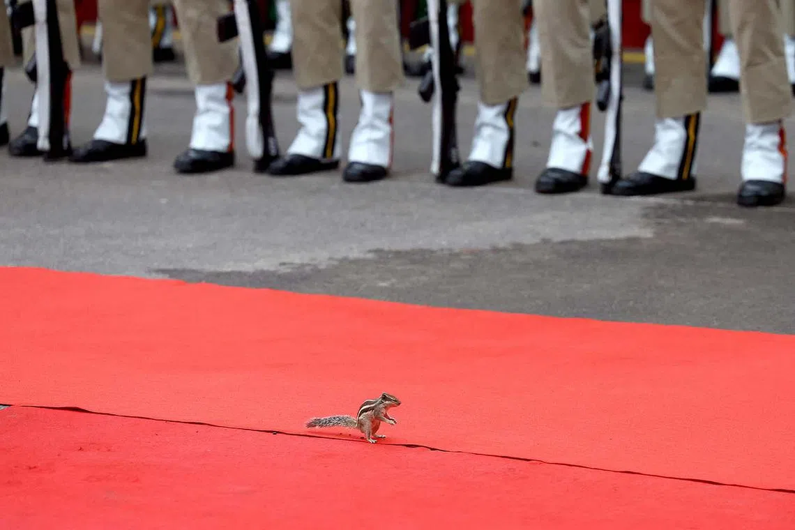 A squirrel moving on the red carpet during Independence Day celebrations at the historic Red Fort in Delhi, India, Aug 15, 2025. 