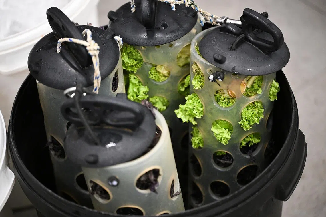 ST20260526-202651800543-Lim Yaohui-Ang Qing-aqocean/

Coral green inside a feeding device for grazing fish during food preparation at kitchen of Singapore Oceanarium on May 26, 2026. 

Behind the scenes of Singapore Oceanarium’s Animal Care Centres and explore how one of Asia’s leading aquarium-based conservation institution is combining science, conservation, and community engagement, setting new global standards for how aquariums can breed and care for animals and protect our oceans.

(ST PHOTO: LIM YAOHUI)